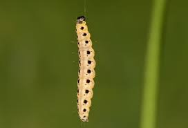 Attēlu rezultāti vaicājumam “Yponomeuta malinellus / cagnagella imago”