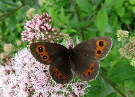Attēlu rezultāti vaicājumam “Erebia aethiops upperside”