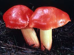 Attēlu rezultāti vaicājumam “Hygrocybe sp.”