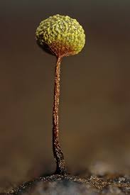 Attēlu rezultāti vaicājumam “Physarum oblatum macro”