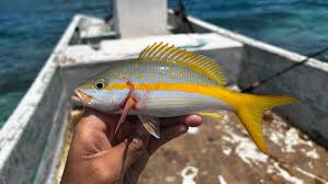 Image result for Ocyurus chrysurus