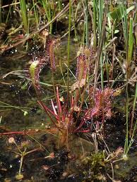 Attēlu rezultāti vaicājumam “Drosera anglica leaf”