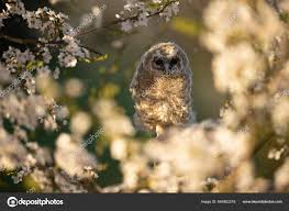 Attēlu rezultāti vaicājumam “Strix aluco juvenile”