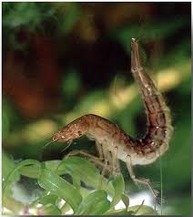 Attēlu rezultāti vaicājumam “Dytiscus sp. larva”