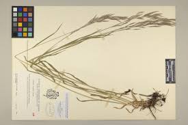 Attēlu rezultāti vaicājumam “Bromopsis inermis fruit”