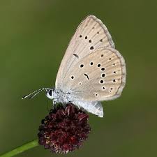 Attēlu rezultāti vaicājumam “Maculinea teleius underside”