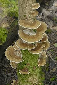 Attēlu rezultāti vaicājumam “Daedaleopsis confragosa”