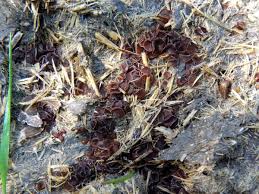 Attēlu rezultāti vaicājumam “Ascobolus furfuraceus”