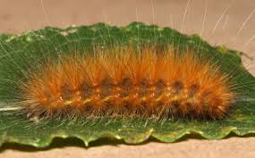 Attēlu rezultāti vaicājumam “Spilosoma sp.”