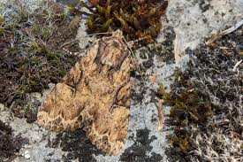 Attēlu rezultāti vaicājumam “Apamea epomidion”