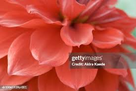 Image result for Dahlia x pinnata `Redskin`