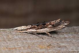 Attēlu rezultāti vaicājumam “Ypsolopha scabrella”