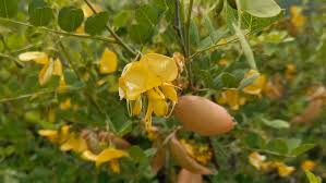 Image result for Colutea x media (arborescens x orientalis)