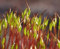 Attēlu rezultāti vaicājumam “Ceratodon purpureus”