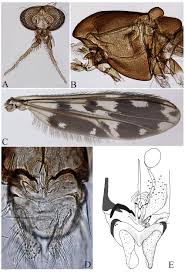 Attēlu rezultāti vaicājumam “Chironomidae”