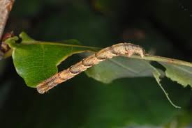Attēlu rezultāti vaicājumam “Cyclophora punctaria”