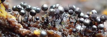 Attēlu rezultāti vaicājumam “Collaria arcyrionema macro”