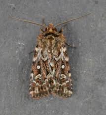 Attēlu rezultāti vaicājumam “Lycophotia porphyrea”