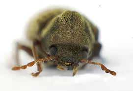 Attēlu rezultāti vaicājumam “Anobium pertinax”