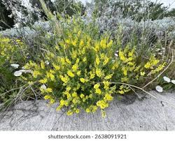 Attēlu rezultāti vaicājumam “Melilotus officinalis flower”