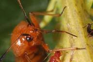 Attēlu rezultāti vaicājumam “Deraeocoris ruber imago”