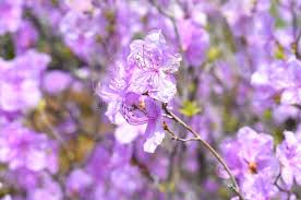 Attēlu rezultāti vaicājumam “Rhododendron sichotense flower”