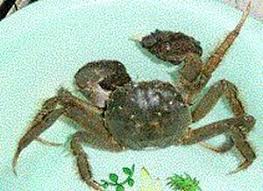 Image result for Eriocheir sinensis