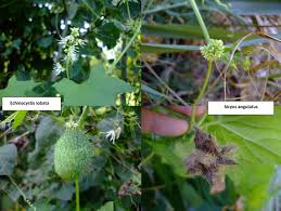 Attēlu rezultāti vaicājumam “Echinocystis lobata”