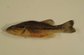Image result for Micropterus salmoides