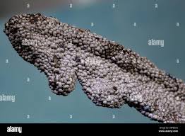 Attēlu rezultāti vaicājumam “Physarum bitectum”