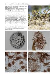 Attēlu rezultāti vaicājumam “Cribraria ferruginea”