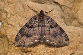 Attēlu rezultāti vaicājumam “Triphosa dubitata”