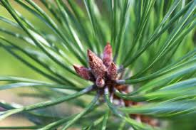 Attēlu rezultāti vaicājumam “Pinus sylvestris leaf”