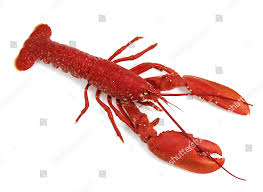 Image result for Homarus gammarus