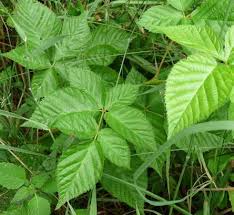 Attēlu rezultāti vaicājumam “Rubus nessensis”