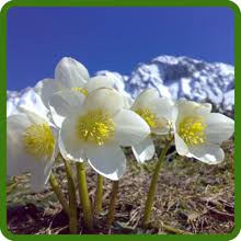 Attēlu rezultāti vaicājumam “Herniaria glabra flower”