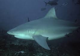 Image result for Carcharhinus leucas