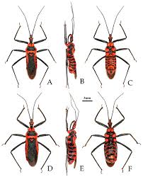 Attēlu rezultāti vaicājumam “Rhynocoris annulatus nymph”