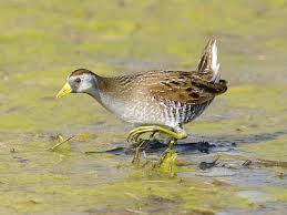 Image result for Porzana carolina