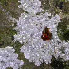 Attēlu rezultāti vaicājumam “Phlyctis agelaea”