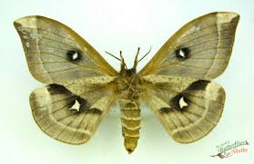 Attēlu rezultāti vaicājumam “Aglia tau”