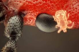 Attēlu rezultāti vaicājumam “Cucujus cinnaberinus”