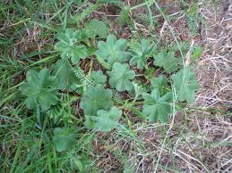 Image result for Alchemilla vulgaris