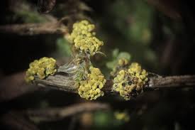 Attēlu rezultāti vaicājumam “Physarum virescens macro”