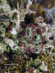Attēlu rezultāti vaicājumam “Cladonia ramulosa”