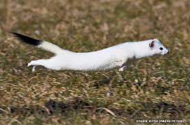 Attēlu rezultāti vaicājumam “Mustela erminea adult”