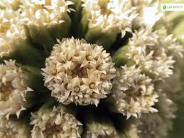 Attēlu rezultāti vaicājumam “Petasites spurius bud”