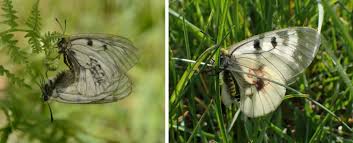 Attēlu rezultāti vaicājumam “Parnassius mnemosyne underside”