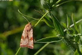 Attēlu rezultāti vaicājumam “Cryptocala chardinyi”