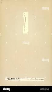 Attēlu rezultāti vaicājumam “Dendrophagus crenatus”